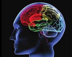 Rối loạn não bộ và hệ thần kinh - Hình ảnh minh họa